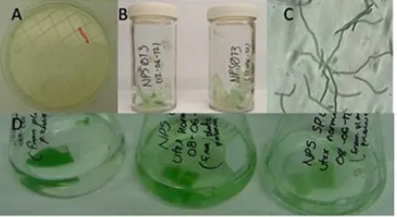 Figure 3. Cycloheximide treatment for the cleaning of Spiru- lina cultures. All the samples were observed under 20× ma- gnifications