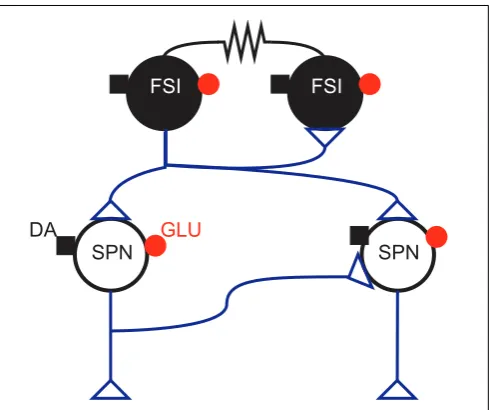 Table 3 | Synaptic and gap junction parameters for the striatalnetwork.