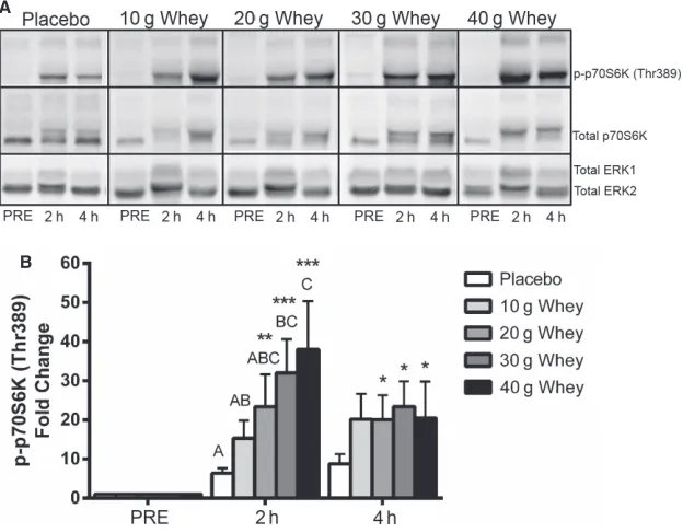 Figure 5. Relationship between p70S6 Kinase Phosphorylation andIntramuscular Leucine. Fold change from rest of p70S6Kphosphorylation at 2 h post exercise was signiﬁcantly correlatedwith intramuscular leucine content at 2 h post exercise r = 0.32,P = 0.026