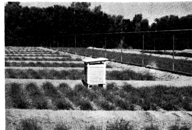FIGURE 2. Black grama research here to determine the factors affecting plots at Tucson, Arizona