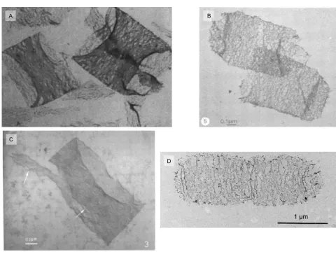 Fig. 2. TEM images of sacculi.D.C.A., sacculi broken by sonication, teichoic acids extracted, 37 000B