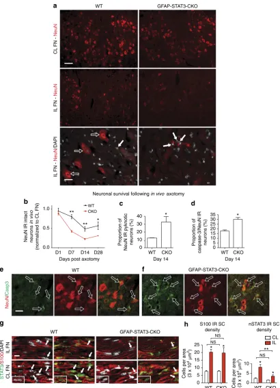 Figure 3 | Neuronal integrity is maintained in areas of full AC activation in vivo100**nSTAT3/S100 double-labelled cells in the intact CL and axotomized nerves (stylomastoid foramen 1 mm away from the nerve stump