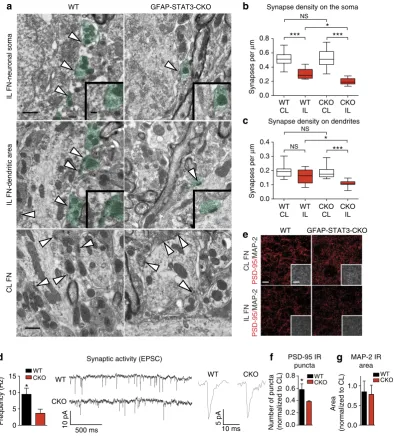 Figure 5 | STAT3-mediated AC response corresponds with greater synaptic density and input onto neurons