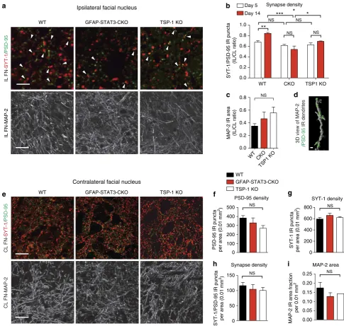 Figure 6 | Recovery of excitatory synaptic density is associated with astrocytic STAT3 activation and is TSP-1 dependent