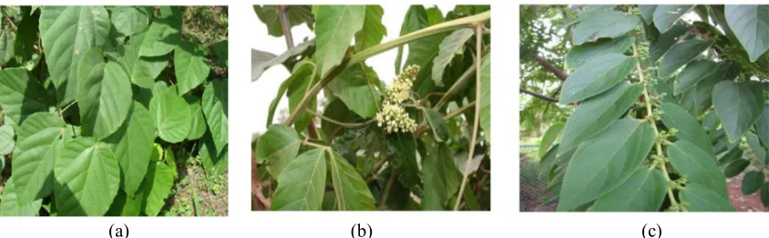 Figure 2.(a) Fractionation process of the hydromethanic extract and (b) Hexanic fraction, chloroform, ethyl acetate  