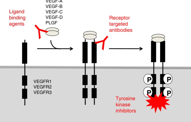 Fig. 1 The role of sprouting angiogenesis in tumour growth. Earlyobservations on the growth of tumours supported the following modelfor how tumours obtain a vascular supply