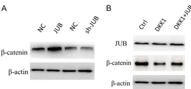 Figure 4. The role of JUB on regulating β-catenin expression. A. Western blot analysis of β-catenin in HCC cells when transfected with JUB over-expression or knockdown plasmids