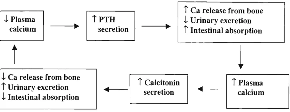 Figure 2.3. The relationship between hormonal and physiological responses to changes in plasma calcium levels