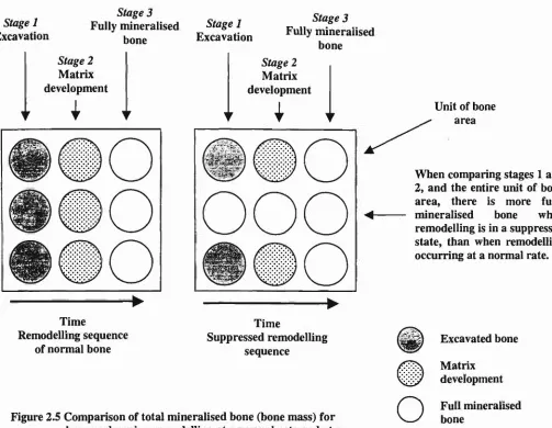 Figure 2.5 Comparison of total mineralised bone (bone mass) for bone undergoing remodeUing at a normal rate and at a 