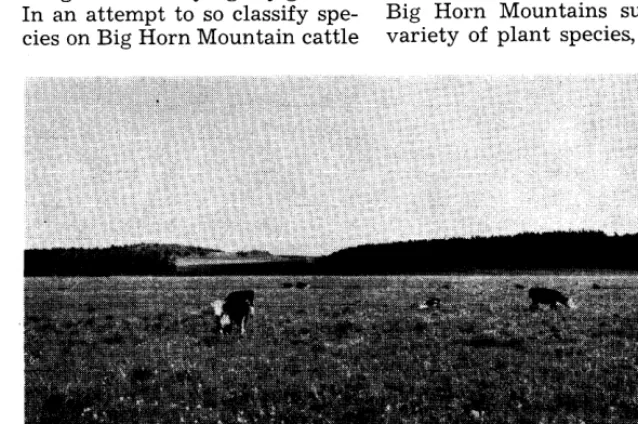 FIGURE 1. Large brush-free openings are characteristic of much of the cattle range. 