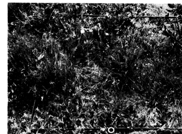 FIGURE on the cattle twice as much herbage grasses 2. Forbs were common ranges, produced and sedges combined, and were lightly grazed