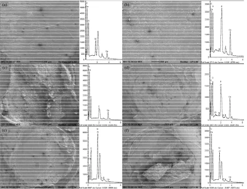 Figure 3. SEM Micrographs and respective EDX spectra of samples representative of the experimental groups, showing ad-hesive fracture areas in enamel: G2 (a) and in dentin: G3 (b); cohesive fracture areas in enamel: G2 (c) and in dentin: G3 (b); cohesive f