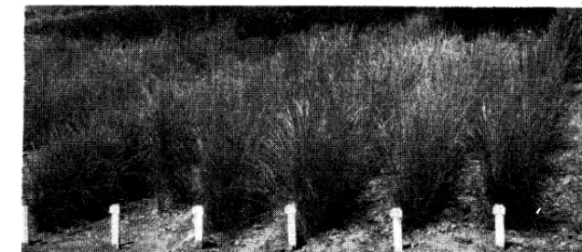 FIGURE 2. ‘Initial observational testing of strains of beardless wheatgrass (Agropyron inerme) and bluebunch wheatgrass (A