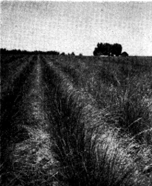FIGURE 4. A registered Whitmar beardless range wheatgrass seed field on the Ernest Egan an adapted strain is essential to successful farm in t’he North Side Sail1 Conservation District, Kimberly, Idaho
