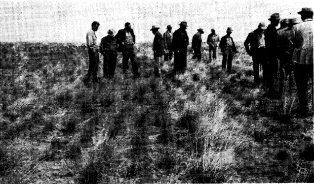 FIGURE 3. A good field planting of Whitmar farm in the Wood beardless wheatgrass on the Mont Johnson River Soil Conservation District of Southern Idaho