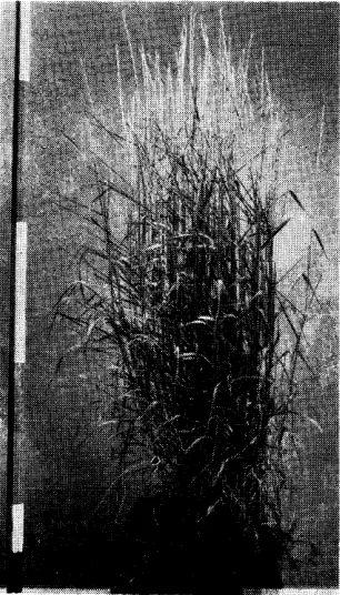 FIGURE 6. Topar among a variety resulting pubescent wheatgrass is representative improved named grass from selection and testing the many foreign plant introduc- tilons of recent years