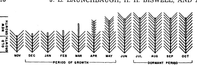 FIGURE 5. Schematized phenological development of digger pine terminal branches duning 
