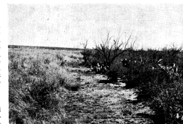 FIGURE 2. Effective control obtained on sandy loam range site on the J. E. Maltsberger 