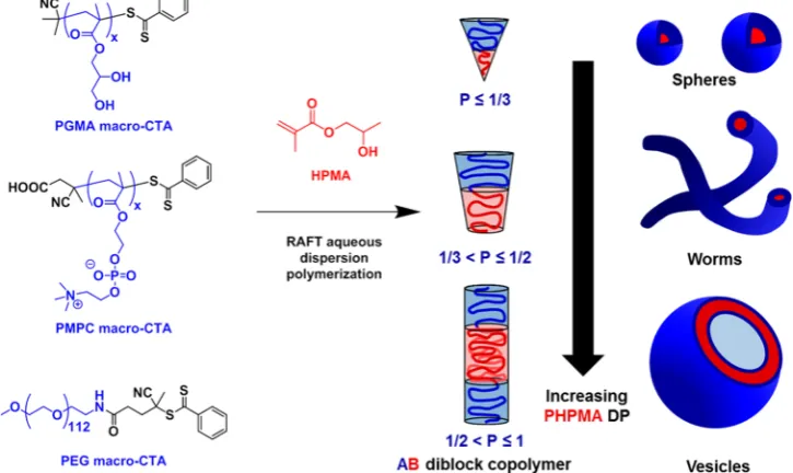 Figure 2. RAFT aqueous dispersion polymerization of 2-hydroxypropyl methacrylate using either a poly(glycerol monomethacrylate), poly[2-judicious variation of the packing parameter,(methacryloyloxy)ethyl phosphorylcholine], or poly(ethylene glycol) macromolecular chain transfer agent to produce spheres, worms, or vesicles by P, which is determined by the relative volume fractions of the stabilizer and core-forming blocks.18