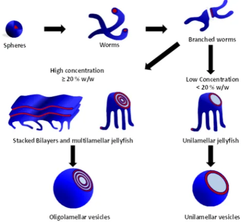 Figure 6. Schematic formation of the oligolamellar vesicles obtainedfrom PISA syntheses of PEG113-PHPMAx conducted at 20% w/w solidsand the unilamellar vesicles formed when the PISA syntheses areconducted at lower copolymer concentrations.