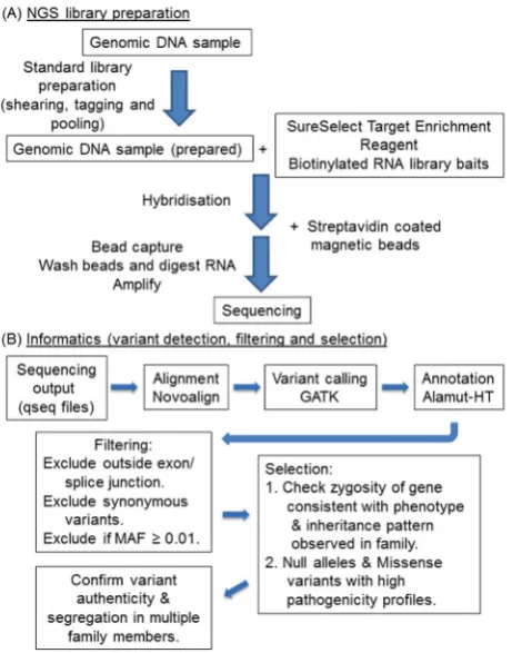 Figure 2. Schematic for next generation sequencing andvariant detection.informatics used (B) are depicted
