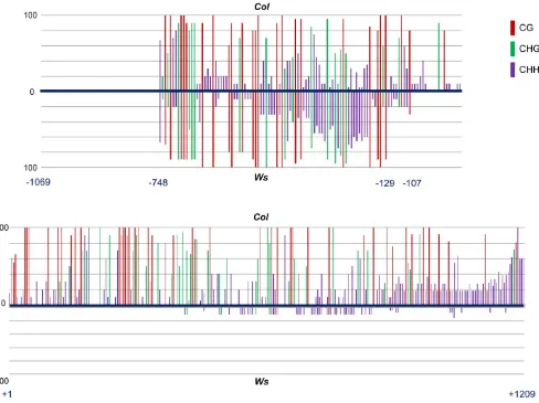 Figure 1. DNA methylation in the silenced At4g15242Wassilewskija (Ws)where both accessions have a C in the same sequence context