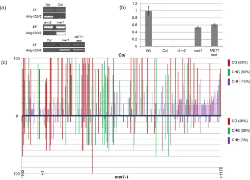 Figure 2. Expression and methylation patterns of At4g15242Col(METmet1in the -162 to. (a)Semi-quantitative RT-PCR analysis of At4g15242 expression in Ws, Col and in derived mutants drm2, met1-1 and for a line, which derived from a backcross of met1 with wil