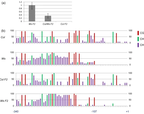 Figure 3. Stability of expression and methylation patterns of At4g15242 ColWsplants derived from atwoof 1 for and Ws alleles