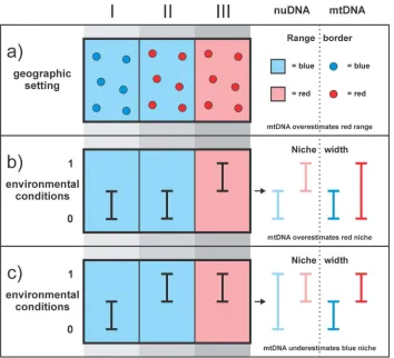 Figure 1. The potential effect of asymmetric mtDNA introgression on estimating the niche divergence of species