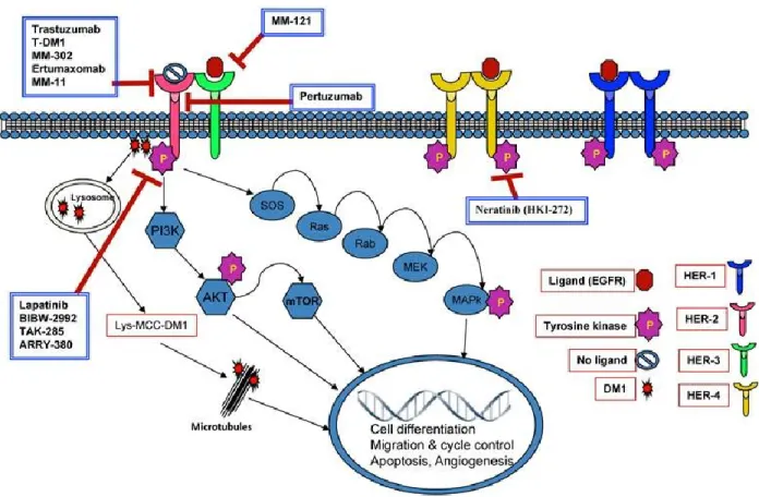 Figure 1-3. Therapies targeting EGFR and HER pathways 19 