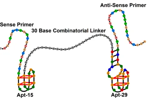 Figure 1. Structure of the combinatorial library that wasscreened for bivalent aptamers.doi:10.1371/journal.pone.0100572.g001