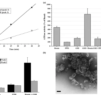 FIGURE 10. ATPase activity of purified CydDC (peak 3).fraction showed an appreciable variability between independent batches.Therefore, a typical result from a single batch is presented.the respective basal ATPase activities of the peak 2 and 3 gel filtrat