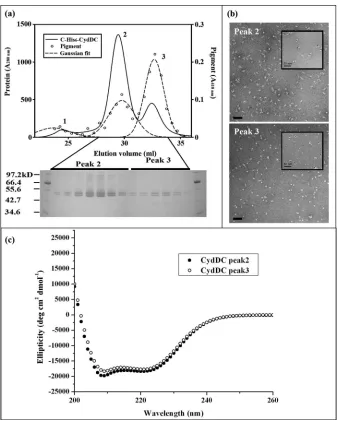 FIGURE 3. C-Hissamples labeled with Ni-NTA Nanogold.6-CydDC gel filtration chromatography