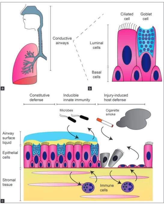Figure 2: Schematic presentation of the airway epithelium. (a) The human respiratory tract, with the conductive airways highlighted in gray