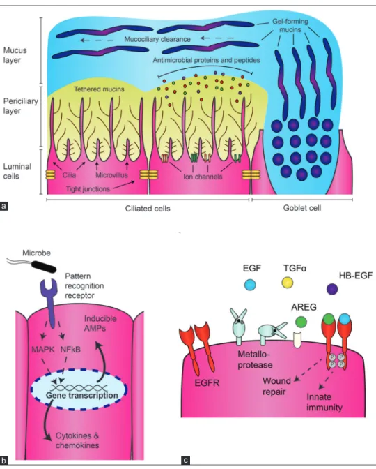 Figure 3: Airway epithelial host defense. (a) Constitutive host defense mechanisms of the luminal airway epithelium including barrier function, 