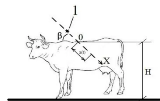 Fig. 8. Scheme of damage to the animal by fragment: 