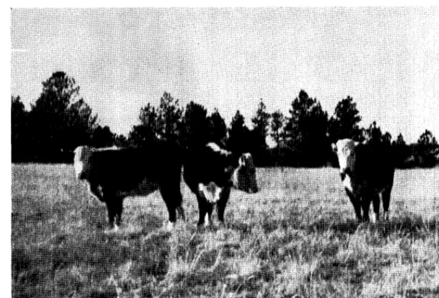 FIGURE 1. Steers grazing on high benches selected threndleaf sedge during December, - January, and February in the winter of 1954-55