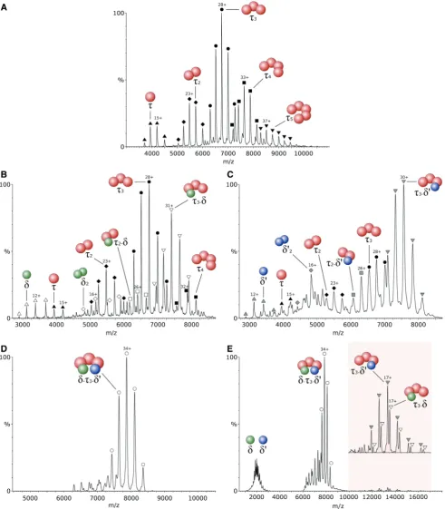 Figure 1. Electrospray ionization-mass spectra of different combinations of the clamp-loader subunits fromacetate, pH7.5