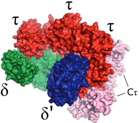Figure 2. A homology model of thewithively. The C B. subtilis clamp-loader complex, d, d0 and t subunits represented in green, blue and red, respect-t domain of the t subunit is represented in pink.