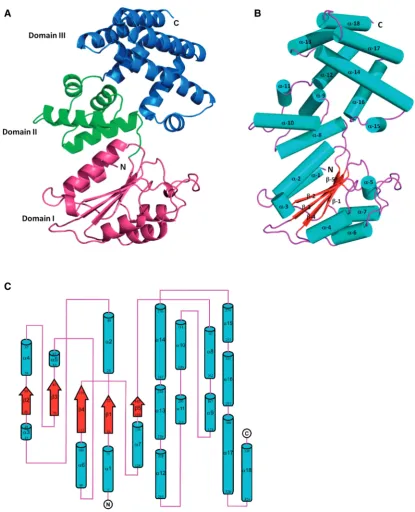 Figure 3. The crystal structure of(residues 144–214) and Domain III (residues 215–339) are coloured magenta, green and blue, respectively