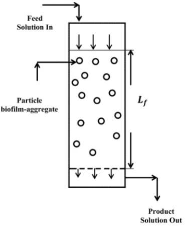 Figure 1. A schematic diagram of inverse fluidized bed bioreactor.          