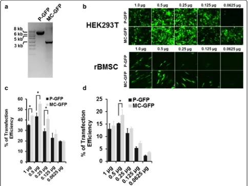 Fig. 1 Characterization of rBMSCs. Tri-lineage differentiation of rBMSC was performed in vitro