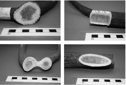 Figure 20.6 Macrostructure at various points along the length of a single Cervus elaphus antler