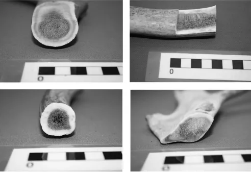 Figure 20.7 Macrostructure at various points along the length of a single Rangifer tarandus antler