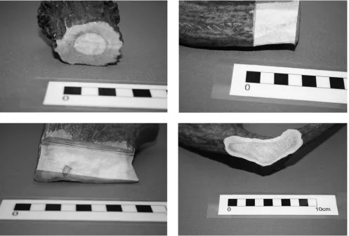 Figure 20.8 Macrostructure at various points along the length of a single Alces alces antler