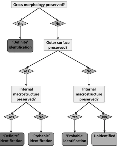 Figure 20.9 A schematic representation of the approach to antler identiication suggested here (S