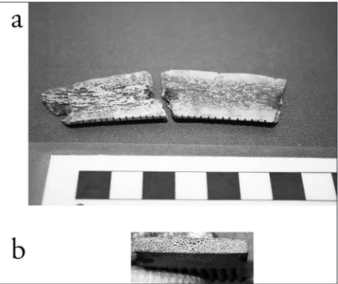 Figure 20.2 Surface texture of (a) Cervus elaphus, (b) Rangifer tarandus, (c) Alces alces (photographs: S