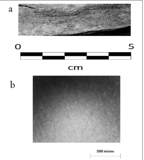 Figure 20.5 Core-compacta transition in a) Cervus elaphus, b) Rangifer tarandus. Modern material (photographs: S