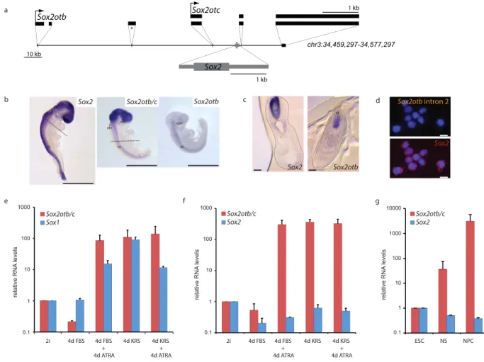 Figure 1.  Co-expression of Sox2otb/c and Sox2 during mouse neural development. (a) Schematic 