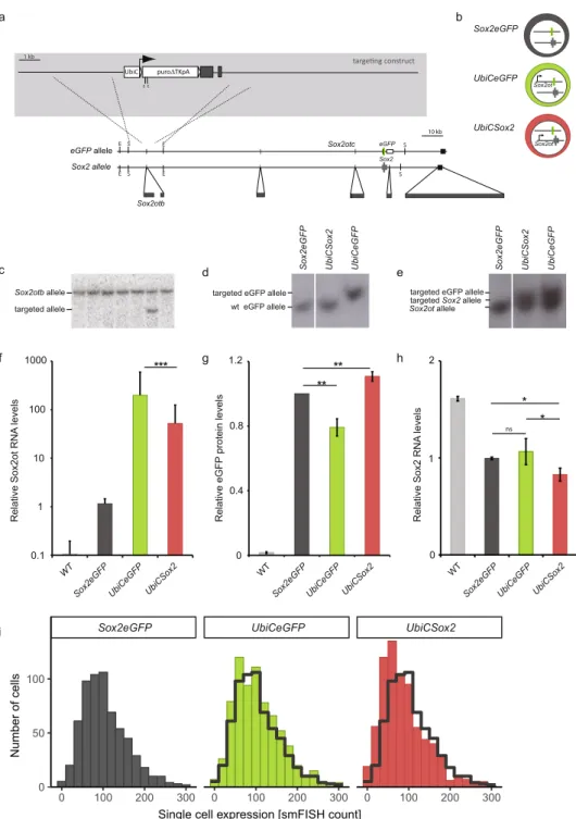 Figure 2.  Allele-specific overexpression of endogenous Sox2otb. (a) Schematic view of the targeting strategy 